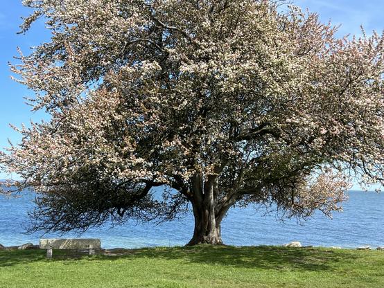 Crabapple tree overlooking Long Island Sounds in a lovely spring day…