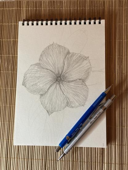 pencil sketch of a Periwinkle - Work In Progress