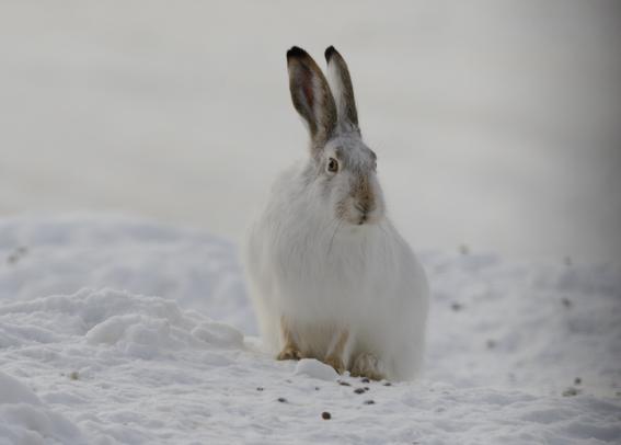 A wild hare, of the species White-tailed Jackrabbit (which aren't rabbits), also just called "jackrabbits" or "jacks" in the prairies.  This one sits in the middle of a snowy yard, the rest of which is out of focus.  There are a few rabbit turds - little black dots - scattered here and there, standing out against the snow.

He or she is mostly white in their winter coat, with black eartips and brown markings on the nose and around the face.  He is sitting with haunches on the ground, front feet together with head erect - sitting up - and with ears erect but not in "threat is near" swivel mode.  He is looking at the photographer, who is only about 5 meters away.
