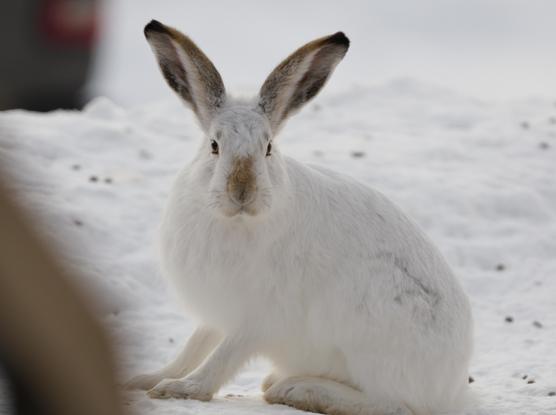 Photograph of a White-tailed Jackrabbit, which is actually a kind of hare, in the snow-covered front yard of a house in Saskatchewan, in the middle of the Canadian prairies.    The scene is mostly white snow, with only the subject in focus.

He is seen in profile, with head turned towards the camera.  The ears are erect and fully "deployed", facing 180 degrees apart, listening for possible threats.  He appears to be looking directly into the camera.