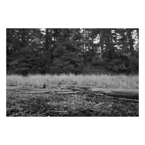 looking ashore at a grass covered swale with vertical tree trunks behind