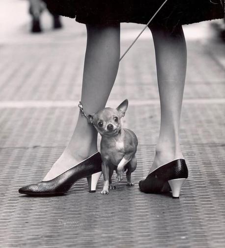Photograph. An old black and white photo of a small Chihuahua dog between the legs of a woman. The tiny dog looks at the camera in front of him with ears perked up. The Chihuahua's leash is wrapped around the woman's leg. She is wearing nylon stockings in elegant mid-height shoes and is standing on the sidewalk.
Info: Yale Yoel (1919-2006) was an American photographer and reporter. He is considered the "photographer of the impossible", as he was known for his love of experimentation and unusual methods. Early on, the photographer worked with wide-angle, infrared and 3D technology. For example, he also used a prepared mirror to photograph people in strange situations.