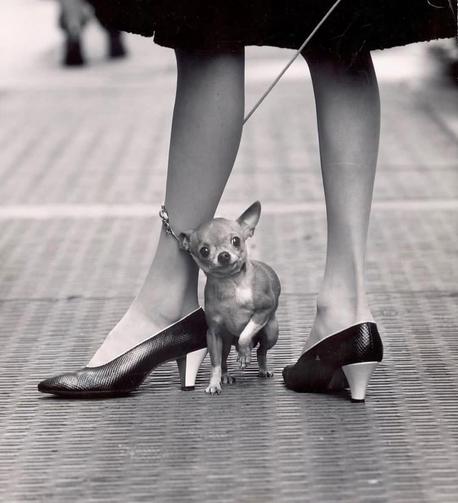Photograph. An old black and white photo of a small Chihuahua dog between the legs of a woman. The tiny dog looks at the camera in front of him with ears perked up. The Chihuahua's leash is wrapped around the woman's leg. She is wearing nylon stockings in elegant mid-height shoes and is standing on the sidewalk.
Info: Yale Yoel (1919-2006) was an American photographer and reporter. He is considered the "photographer of the impossible", as he was known for his love of experimentation and unusual methods. Early on, the photographer worked with wide-angle, infrared and 3D technology. For example, he also used a prepared mirror to photograph people in strange situations.