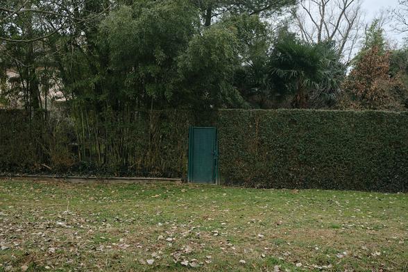 A green door opening in a thick hedge on a gloomy morning