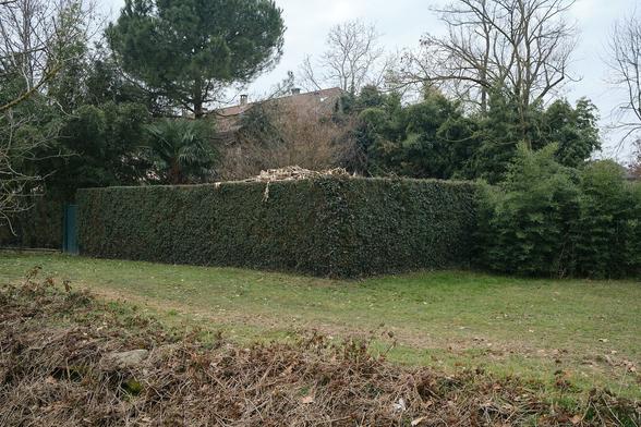 The same hedge from the second picture, a corner or it, covered in fallen branches