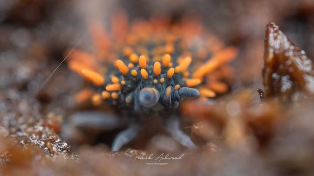 A photograph of giant springtail facing towards the camera. The springtail has a soft blue body with many long, soft orange spines covering it.
