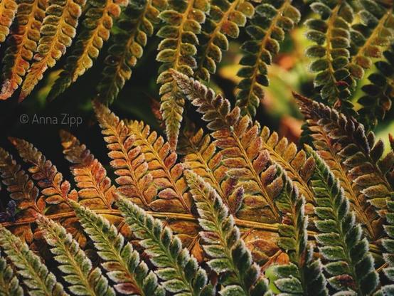 Frosted yellow fern leaves