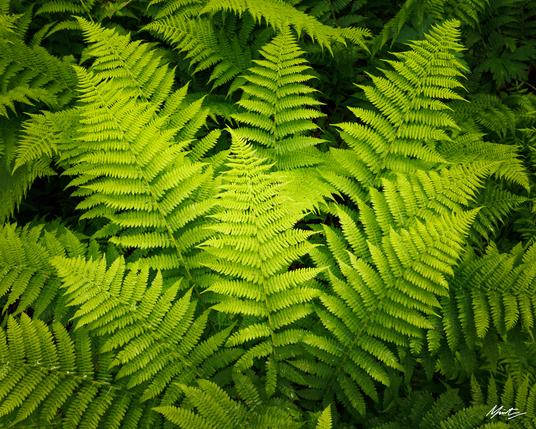 a detailed photograph of vibrant green ferns on the forest floor. the ferns spiral outwards from the middle of the frame creating a vortex of leaves