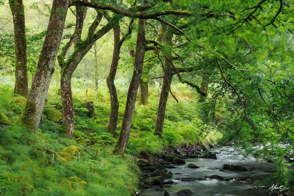 oaks hover over a woodland stream, their leaves blurred by gusts of wind.