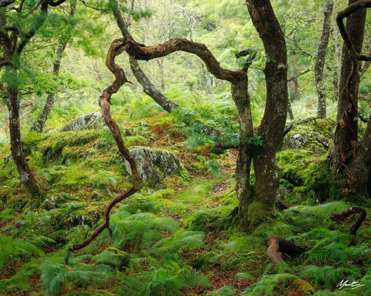 a gnarly oak limb sweeps forwards creating a rather unusual shape. It is surrounded by lush green ferns, rocks, and mosses. light spills into the scene from a gap in the canopy behind the main figured tree in the foreground.