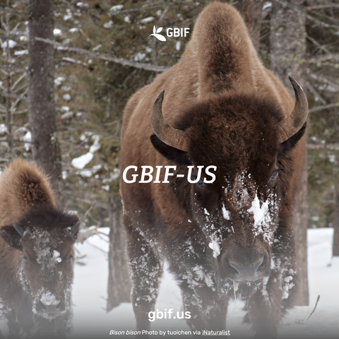 Picture of two bison in the snow