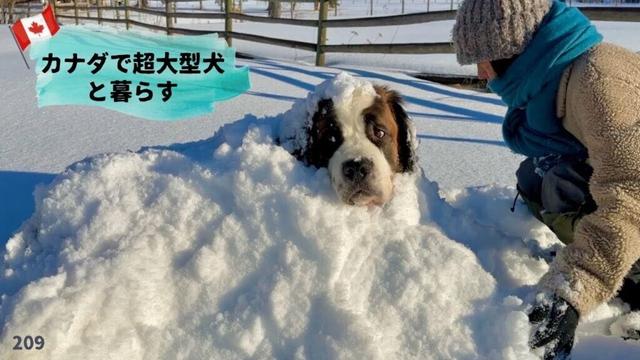 文句たれセントバーナード／五十肩が（ほぼ）治ったのでソリ遊び！【超大型犬3頭とカナダで田舎暮らし】