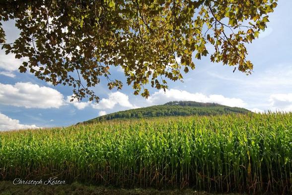 a corn field in summer with a hill and clouds in the background and branches in the foreground