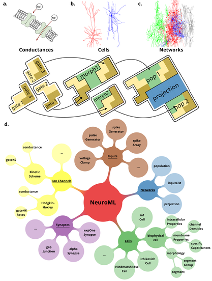 Figure showing different model components provided by NeuroML