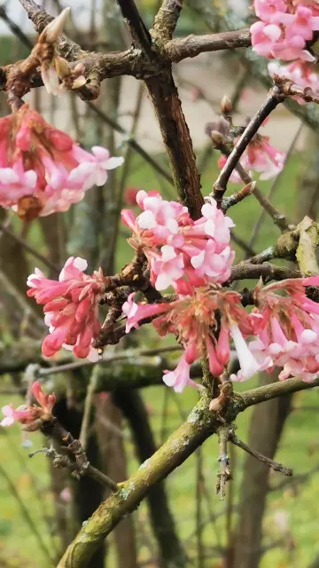 Rosa Blüten an einem Strauch.