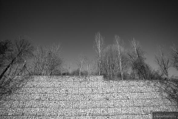 Pale trees atop a tall wall. Shot in black and white.
