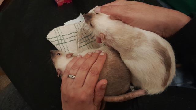 Two Siamese coloured rats, one with a dark streak down her back, the other more generally cinnamon coloured, on my lap. On of them is nestled in my right hand, the other lies under my left hand.  They look calm and sleepy.