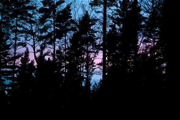 A photo of a forest, with trees as silhouettes; the color of the sky resembles a trans pride flag.