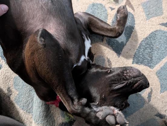 Pepper (Black Lab / Staffy mix) rolling around on the floor.
