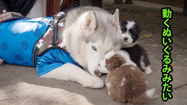ハスキーと再会して大興奮！1ヶ月のボーダーコリーの子犬たちの可愛さが止まらない！