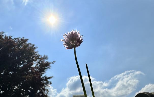 Flower outside in the sun