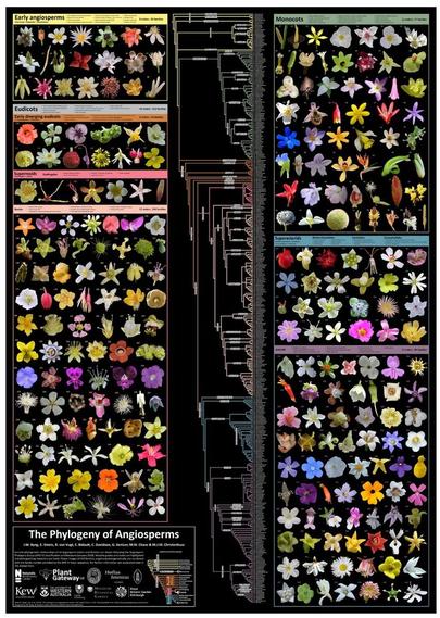 Black background, a huge grid of colorful flowers lined up in rows, and tiny lines and words showing how everything is related.