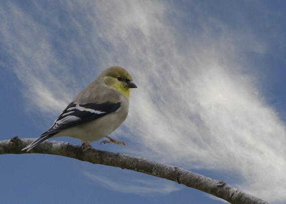 A photo of a finch with some yellow on borb's face and noticeable black wings with white bars. This is a winter American Goldfinch. Behind is a blue sky with fluffy clouds that, as an exercise, I tried to put in place of today's utterly pale steel gray sky. Not the greatest or most natural looking result but call it practice!!!  Photos by Peachfront. Jan. 28, 2025. Southeast Louisiana.