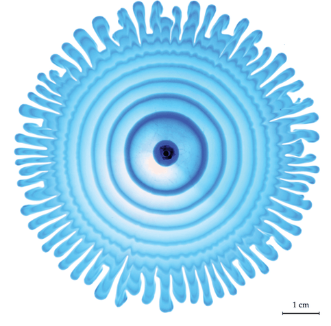 View of the flow inside branching fingers. Alternating rings of clear and blue dye show how subsequent fluid is affected by the pressure gradients from the finger tips.