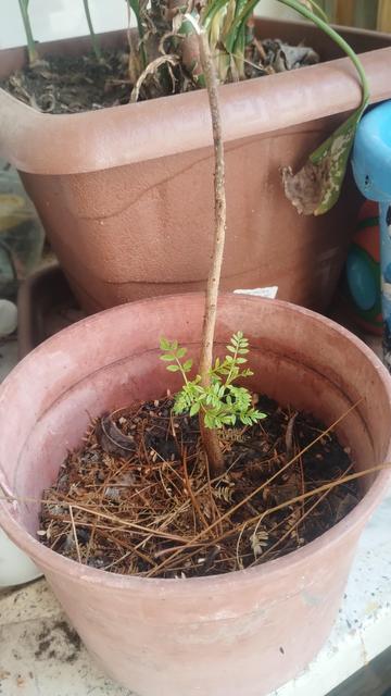 Plantín de Jacarandá que parecía haberse secado pero del que empiezan a salir ramas nuevas cerca de la base del tronco. Alrededor están las hojas y ramas secas de cuando supo ser bastante más alto.