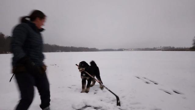 At dusk, under grey skies, a large poodle mix plays with a hockey stick, keeping it from his owner, an adult woman, who is blurred in the foreground.