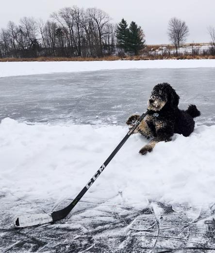 Large poodle mix resting on a snowy berm that separates two ice rinks. The dog chews on the butt end of a hockey stick. Grey skies and trees in the background