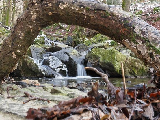 a brook cascades through the forest