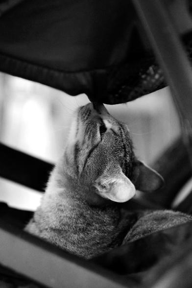 Black-and-white photo of a cat sitting under a stroller. The cat sniffs the stroller.