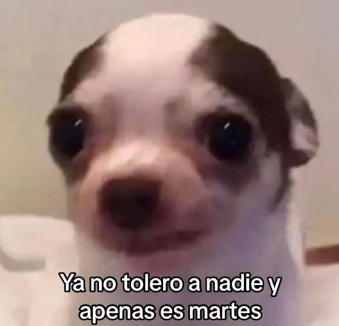 es un perrito (chihuahua creo) con las orejas hacia atras y cara de aflijido con en mensaje: ya no tolero a nadie y apenas es martes