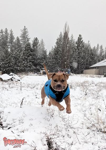 A meatball-shaped puppy in a puffy jacket leaping over a snowy field, all four legs off the ground, delight all over his wide idiot face