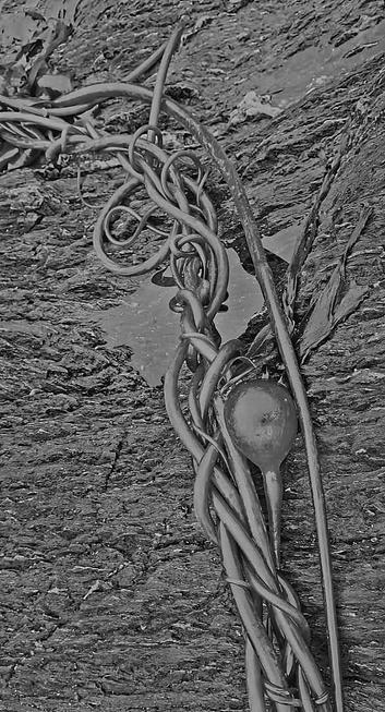 Bull kelp with bulb on rocky beach.
Black and white photo.