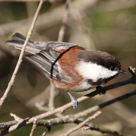 A chestnut backed chickadee prepares to launch itself through a warren of branches.