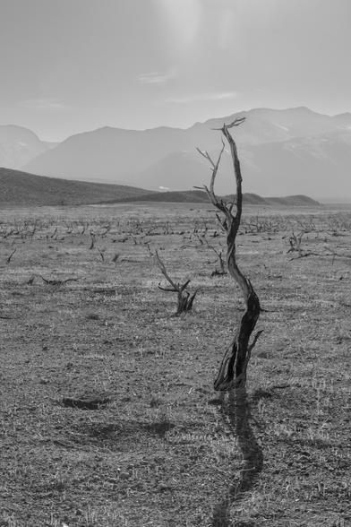 A black and white photo of a burnt tree trunk standing in a mostly empty field in the middle of a sunny day. There are mountains in the distance. End description.