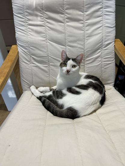 A photo of One, a black and gray spotted cat, lying on one of those typical IKEA reclining chairs. He is occupying the middle part towards the backrest, so technically there still is a lot of space left on the seat. But he has claimed the entire chair, which he is communicating with a pointed look at the camera.