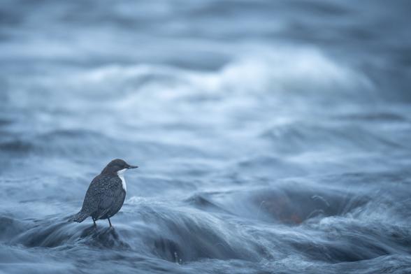 Dipper standing in the water