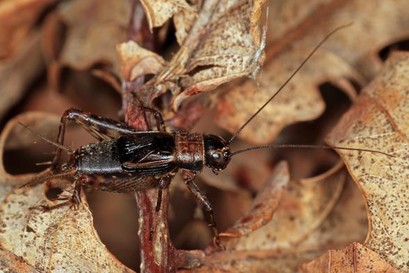 Makroaufnahme einer männlichen schwarzbraunen Grille zwischen vertrockneten Herbstblättern. Das Insekt ist von der Seite fotografiert und zeigt deutlich seinen glänzenden Körper, die langen Fühler und charakteristischen Beine.