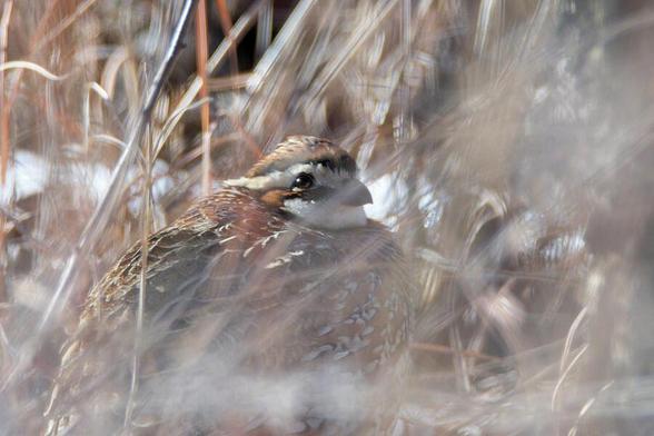 Amidst dense dry grass, a small bird with speckled brown and white plumage peers out, blending into its natural habitat. Its surroundings provide camouflage, making it look almost part of the textured landscape. Photography by Debra Martz