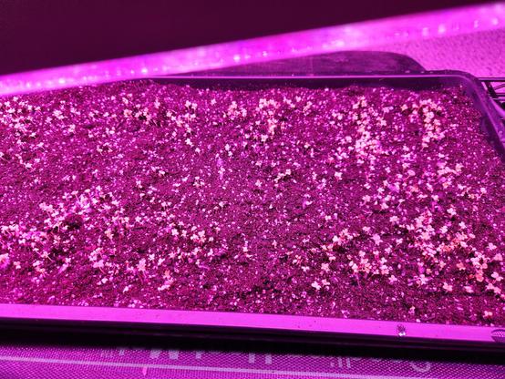 Under purple led grow lights, there is a black tray of soil, with every square cm showing a tiny green sprout.