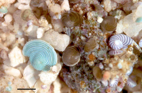 Live foraminifera showing symbiont colours: Laevipeneroplis malayensis with chlorophyte symbionts (green algae) on the left (and smaller specimens elsewhere); Amphistegina lessonii with golden-brown diatoms (ﬁve specimens in middle, smaller specimens elsewhere) and Peneroplis antillarum with rhodophyte symbionts(red algae) on the middle and lower right (scale bar = 1 mm).