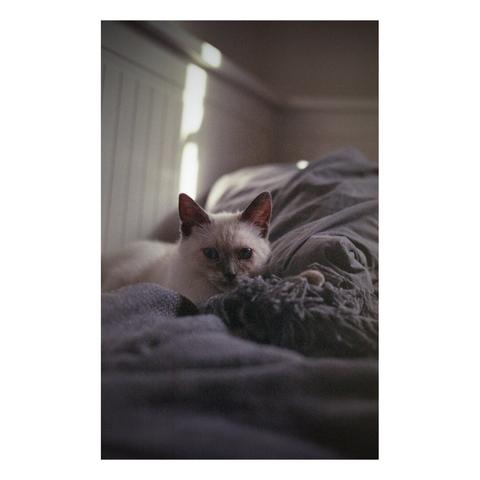 Lily allonge sur le lit avec un trait de lumière sur le mur blanc.