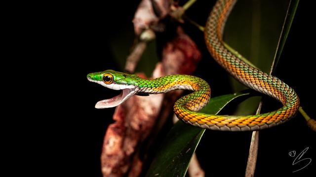 Nature photograph taken at night showing a thin snake hanging from a branch of green leaves.

The snake is mostly green, with scales in shades of green, yellow and orange, bearing a white mouth. Its mouth is wide open, displaying a defensive posture.