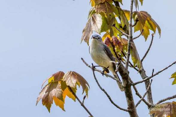 Made expressive by its dramatic white "eyebrows", a small gray-blue bird with a yellow-white chest galres angrily down from a tree.