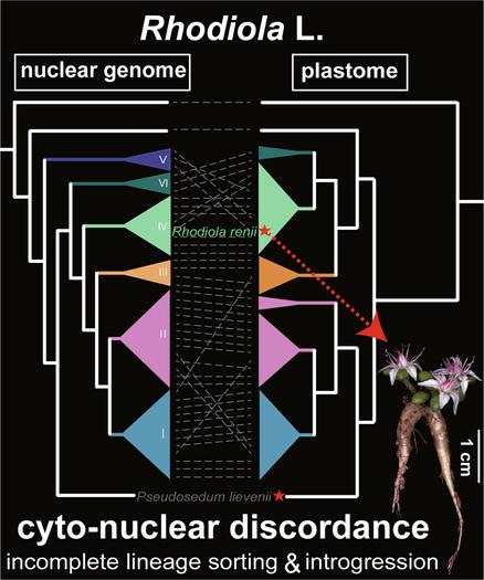 Reconstruction of a comprehensively sampled Rhodiola phylogeny based on nuclear and plastid genomes. Integrated morphological, phylogenetic, and population genomic data delineate a previously undescribed species, R. renii sp. nov. and reassigned a former Pseudosedum species (P. lievenii) to the genus Rhodiola.