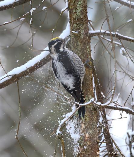 A male Three-toed Woodpecker climbing up a thin snowy tree trunk.