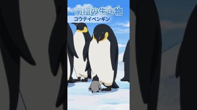 【TVアニメ】「科学×冒険サバイバル！」南極の生き物
